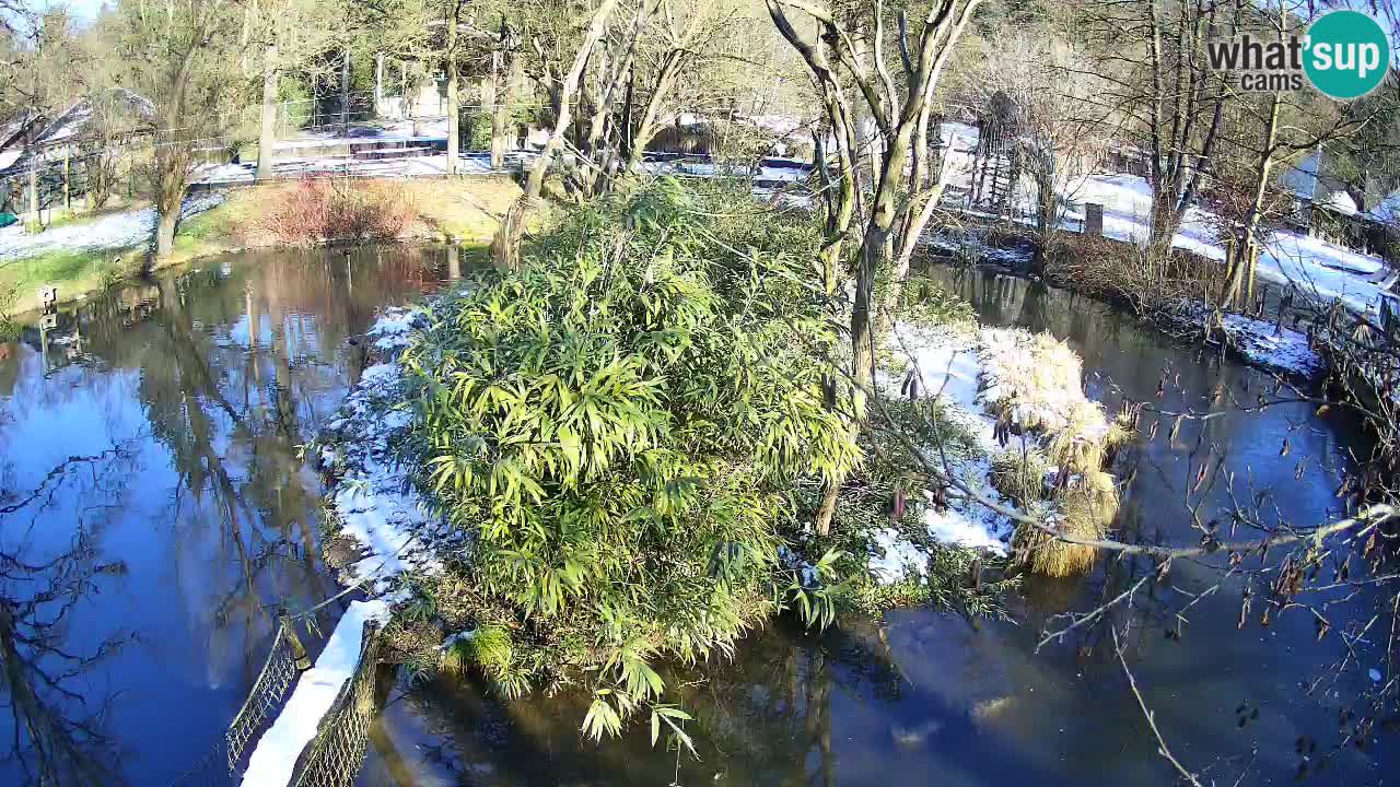 Yellow-cheeked gibbon Zoo Ljubljana livecam