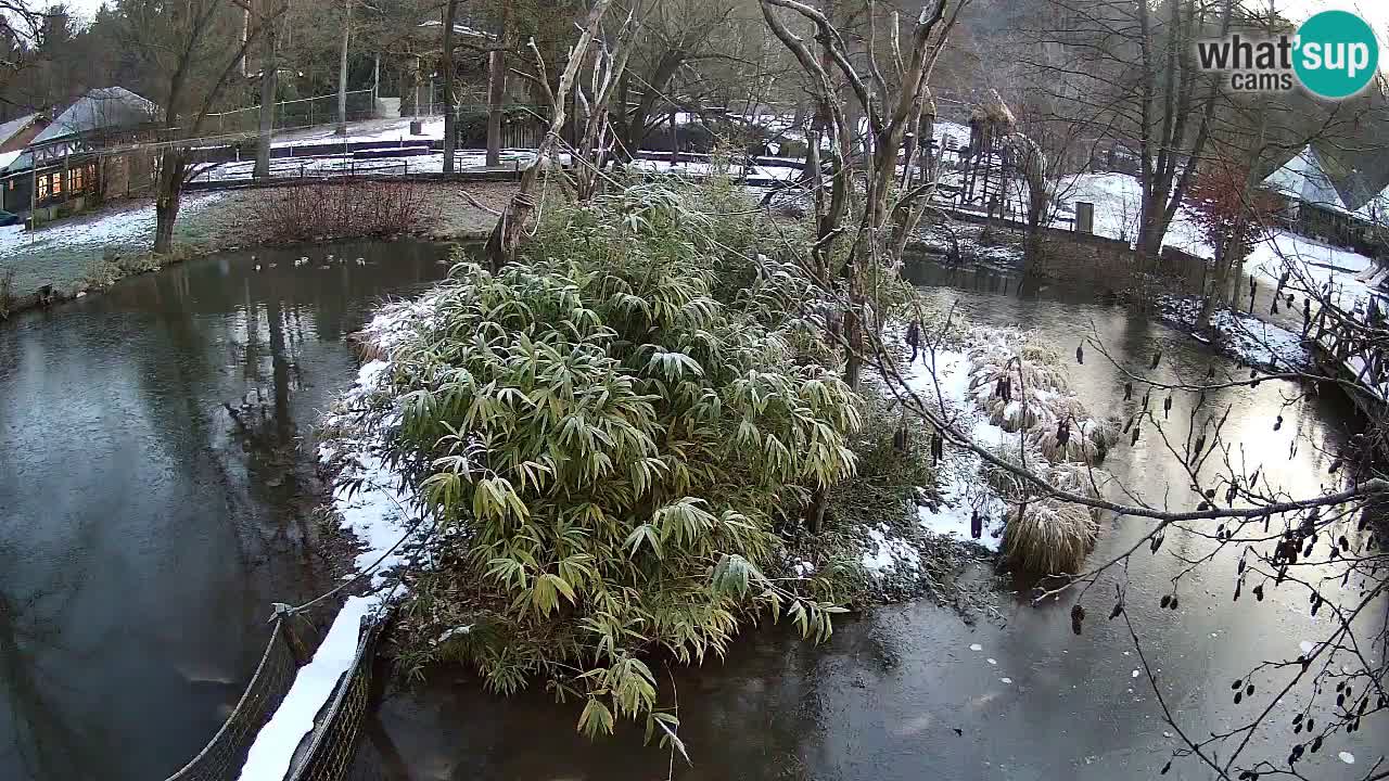 Gibbon à joues jaunes Zoo Ljubljana live cam