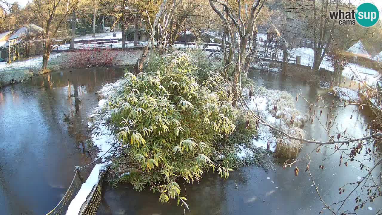 Yellow-cheeked gibbon Zoo Ljubljana livecam