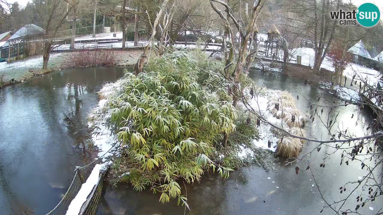 Gibon – Nomascus gabriellae – Zoo Ljubljana web kamera