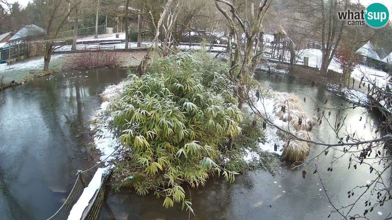 Südlicher Gelbwangen-Schopfgibbon Zoo Ljubljana webcam