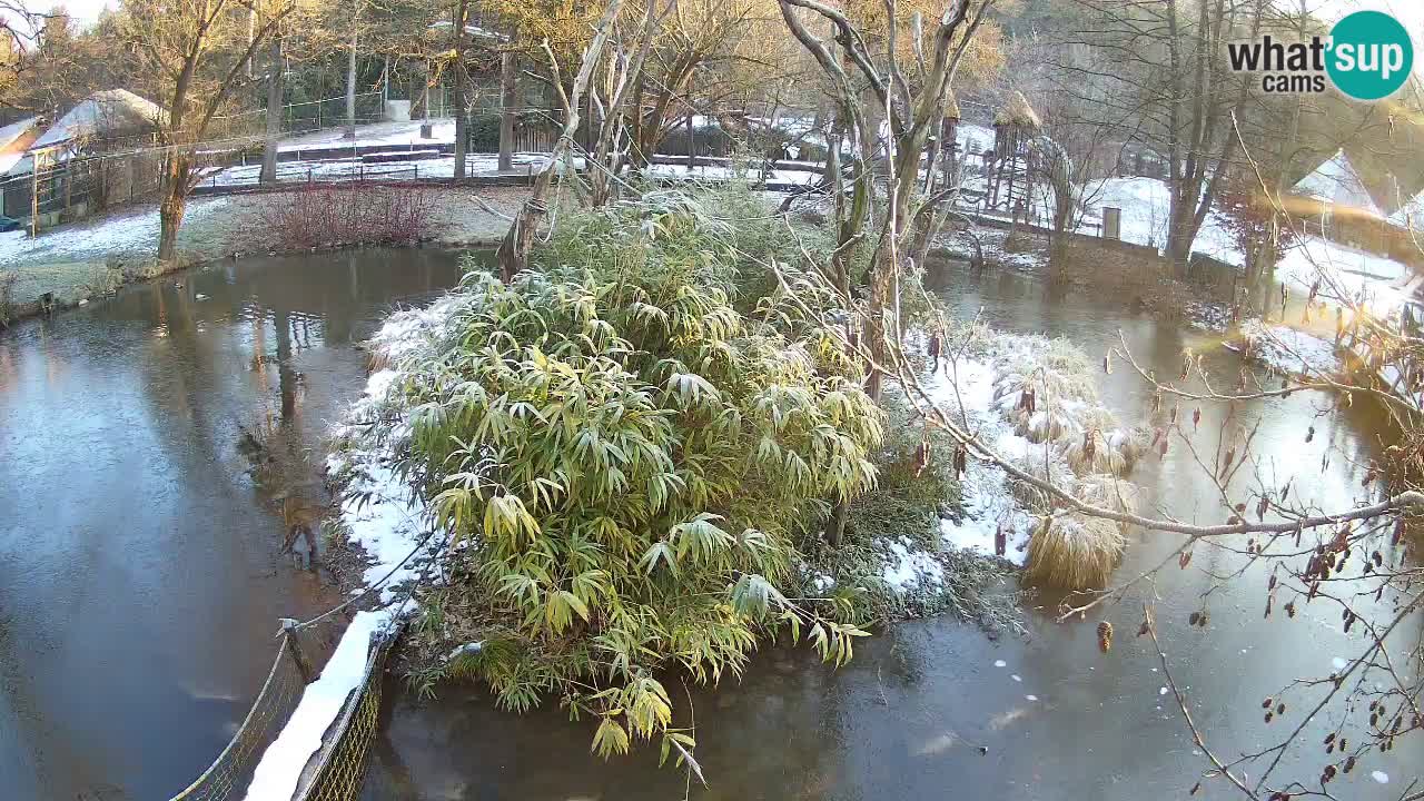 Gibon – Nomascus gabriellae – Zoo Ljubljana web kamera