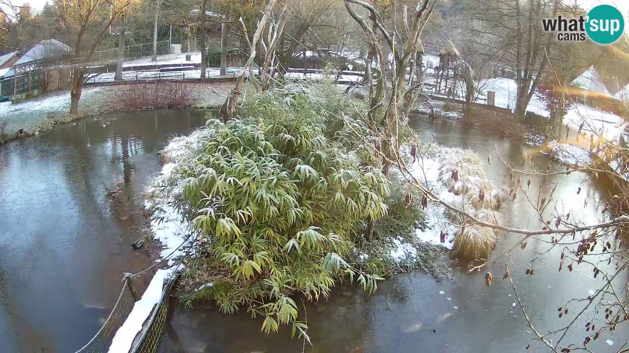 Yellow-cheeked gibbon Zoo Ljubljana livecam