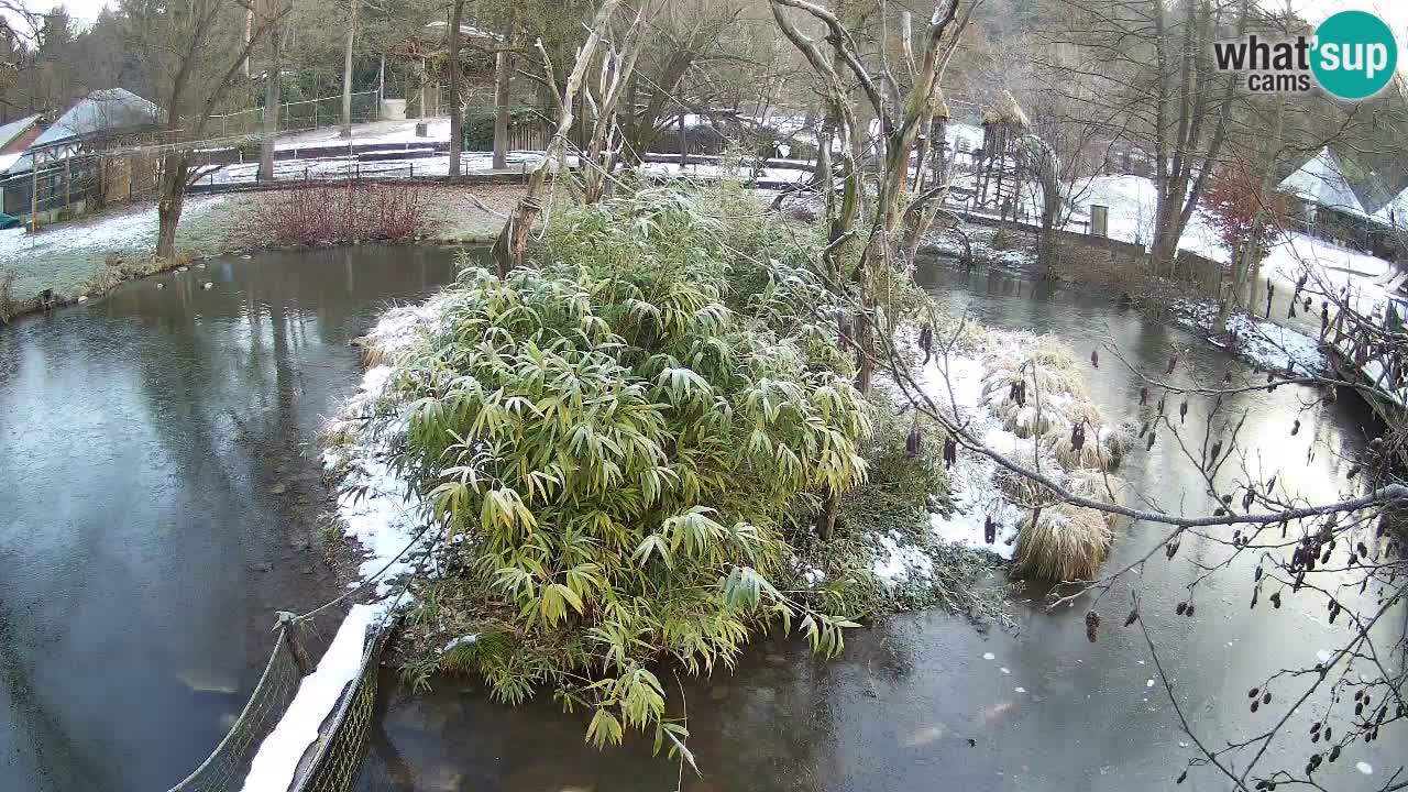 Yellow-cheeked gibbon Zoo Ljubljana livecam