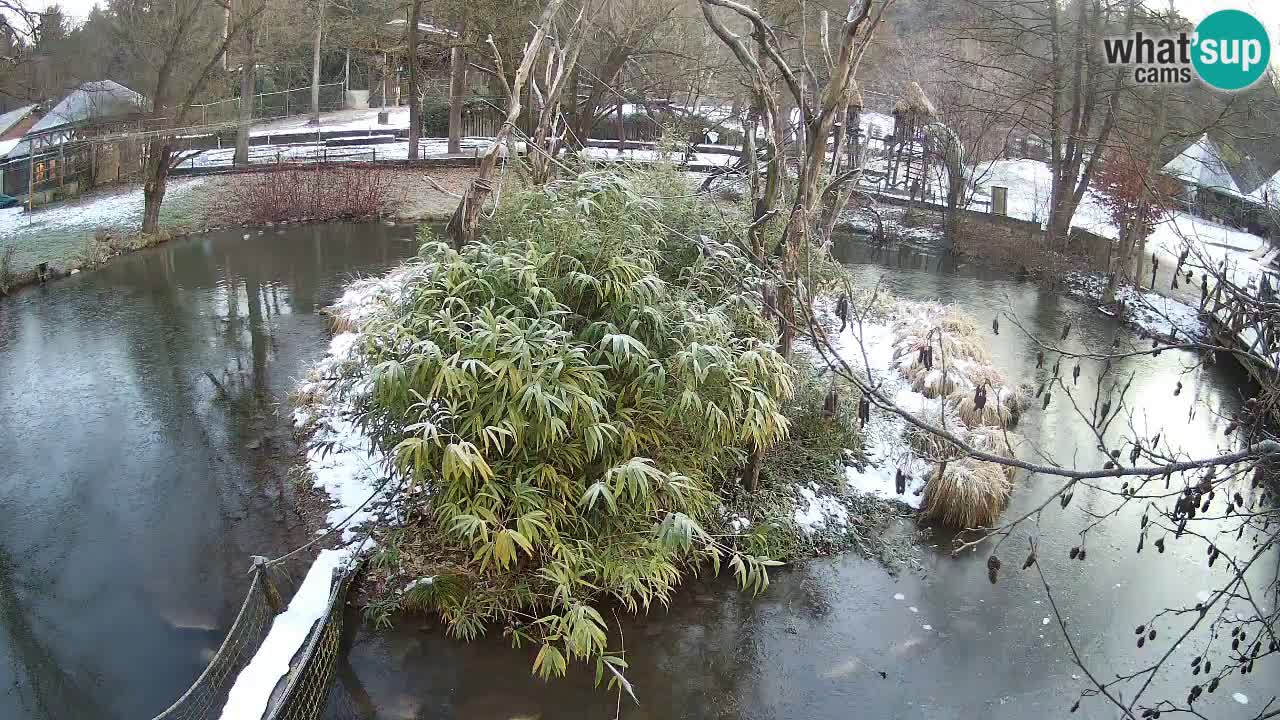 Yellow-cheeked gibbon Zoo Ljubljana livecam