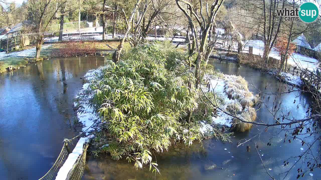 Gibbon à joues jaunes Zoo Ljubljana live cam