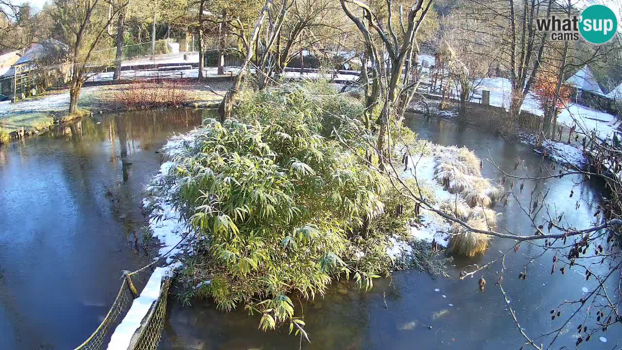 Yellow-cheeked gibbon Zoo Ljubljana livecam