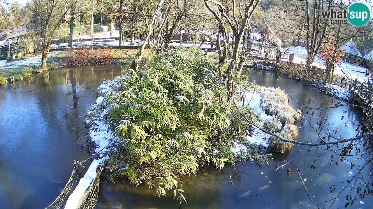 Yellow-cheeked gibbon Zoo Ljubljana livecam