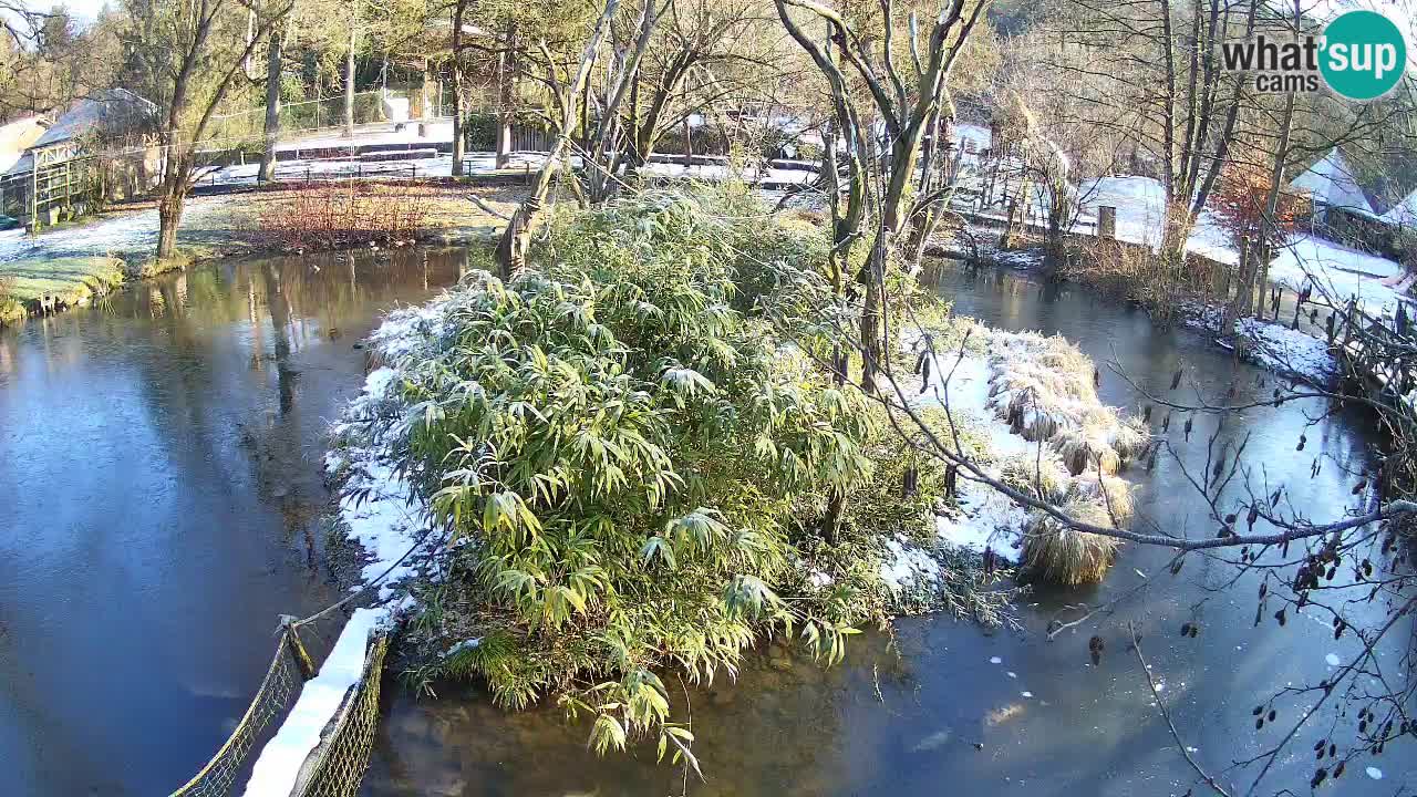 Gibbon à joues jaunes Zoo Ljubljana live cam