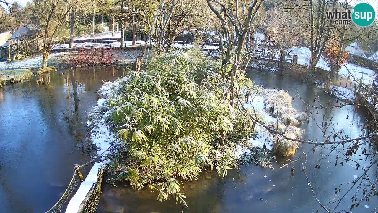 Yellow-cheeked gibbon Zoo Ljubljana livecam