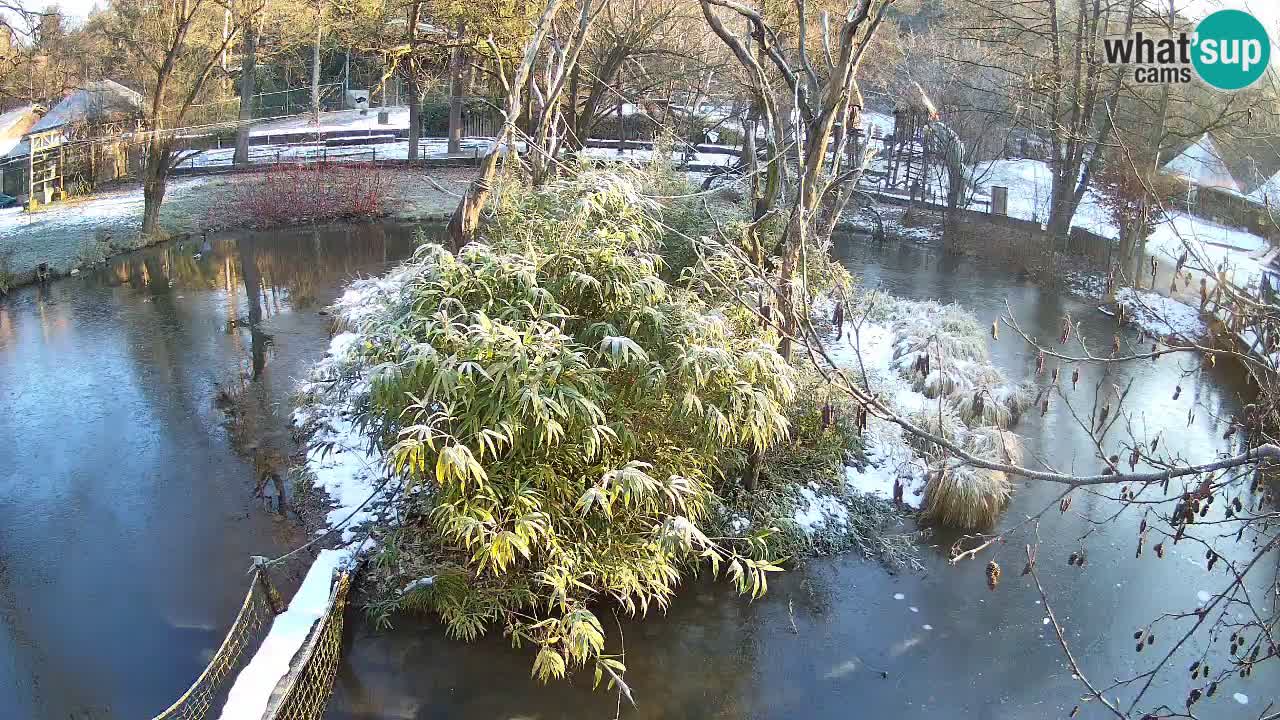 Yellow-cheeked gibbon Zoo Ljubljana livecam