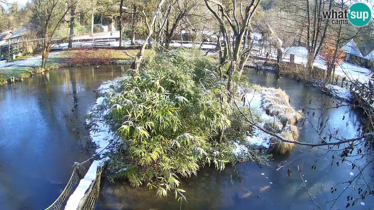 Gibon – Nomascus gabriellae – Zoo Ljubljana web kamera