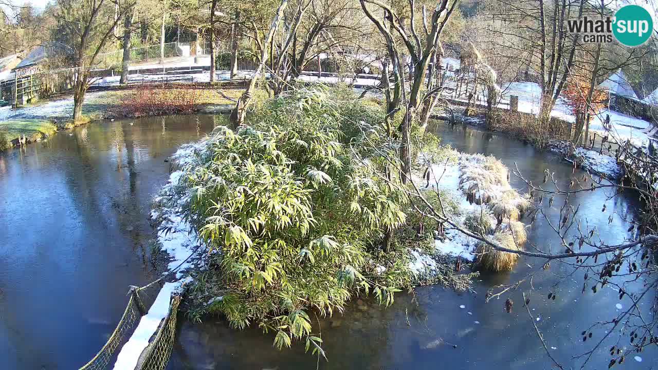 Gibbon à joues jaunes Zoo Ljubljana live cam