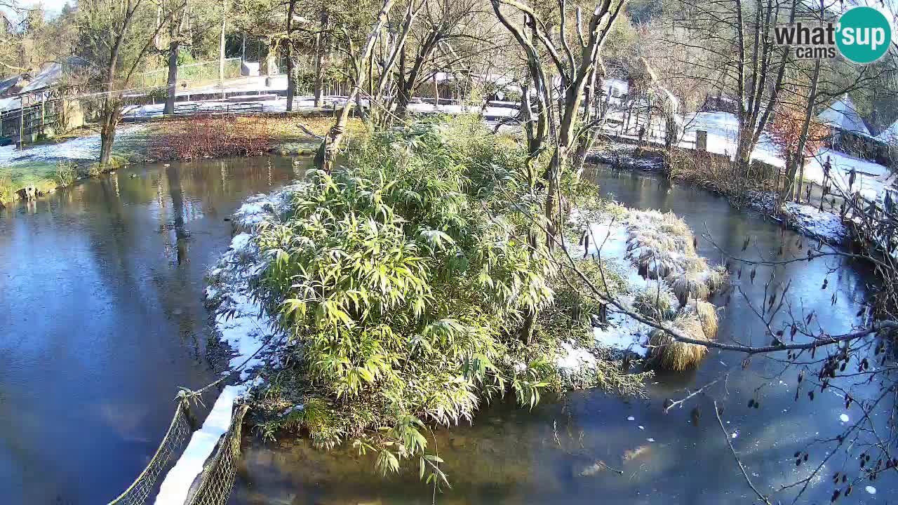 Gibbon à joues jaunes Zoo Ljubljana live cam