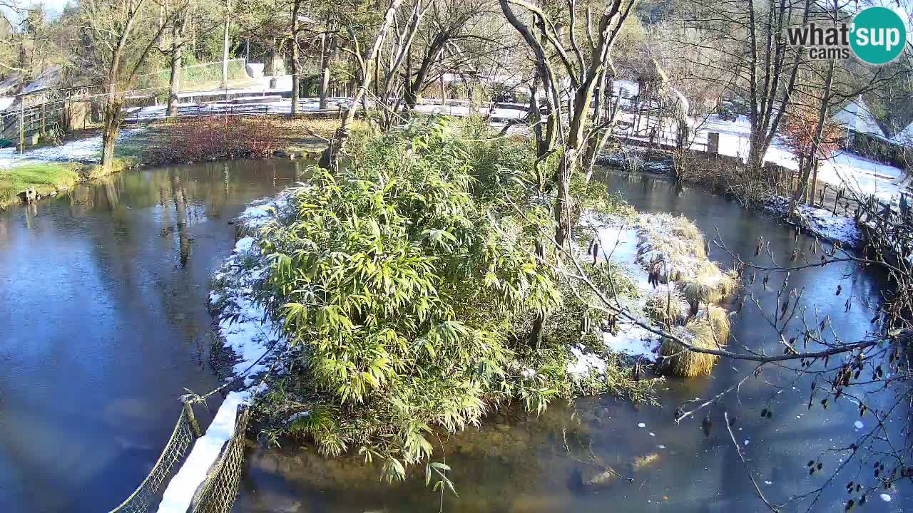 Gibbon à joues jaunes Zoo Ljubljana live cam