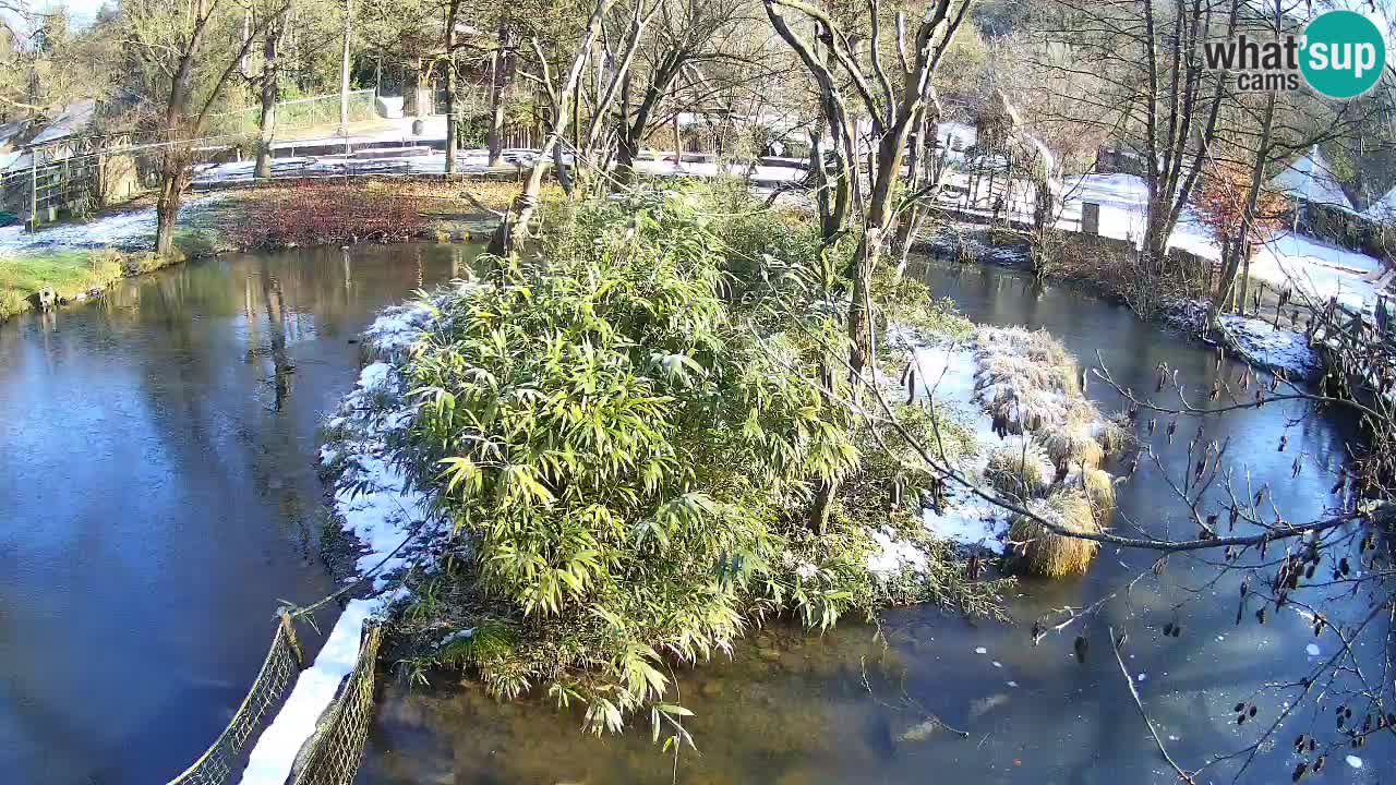 Gibbon à joues jaunes Zoo Ljubljana live cam