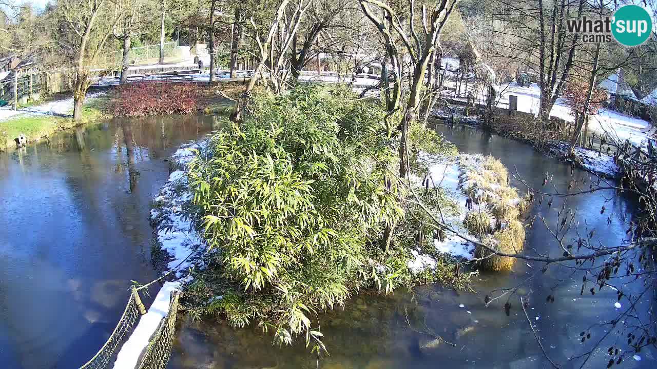 Yellow-cheeked gibbon Zoo Ljubljana livecam