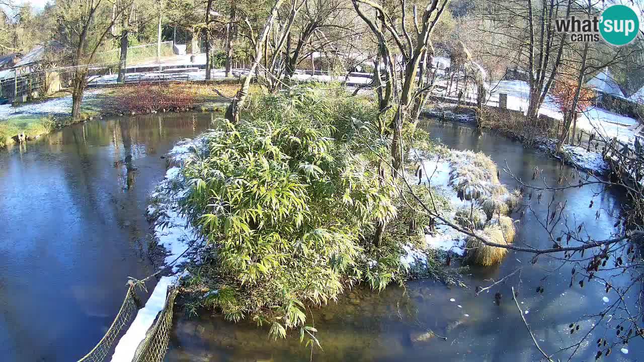 Yellow-cheeked gibbon Zoo Ljubljana livecam