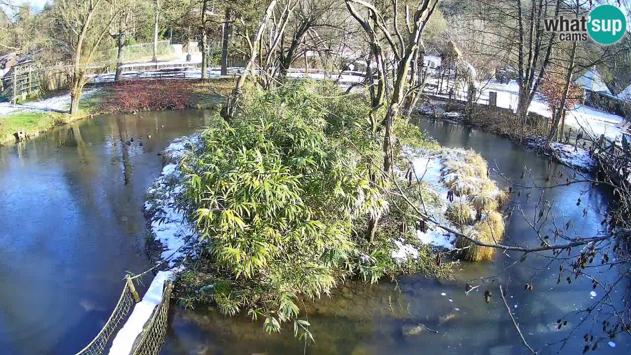 Yellow-cheeked gibbon Zoo Ljubljana livecam