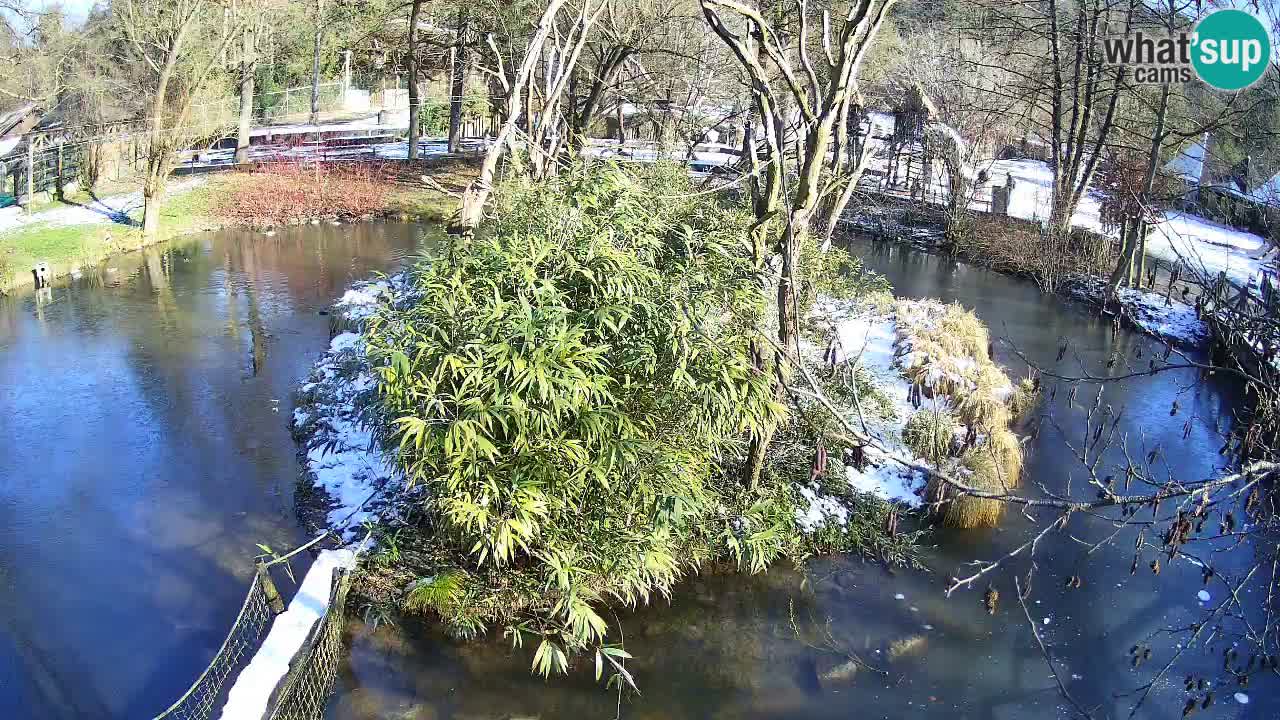 Yellow-cheeked gibbon Zoo Ljubljana livecam