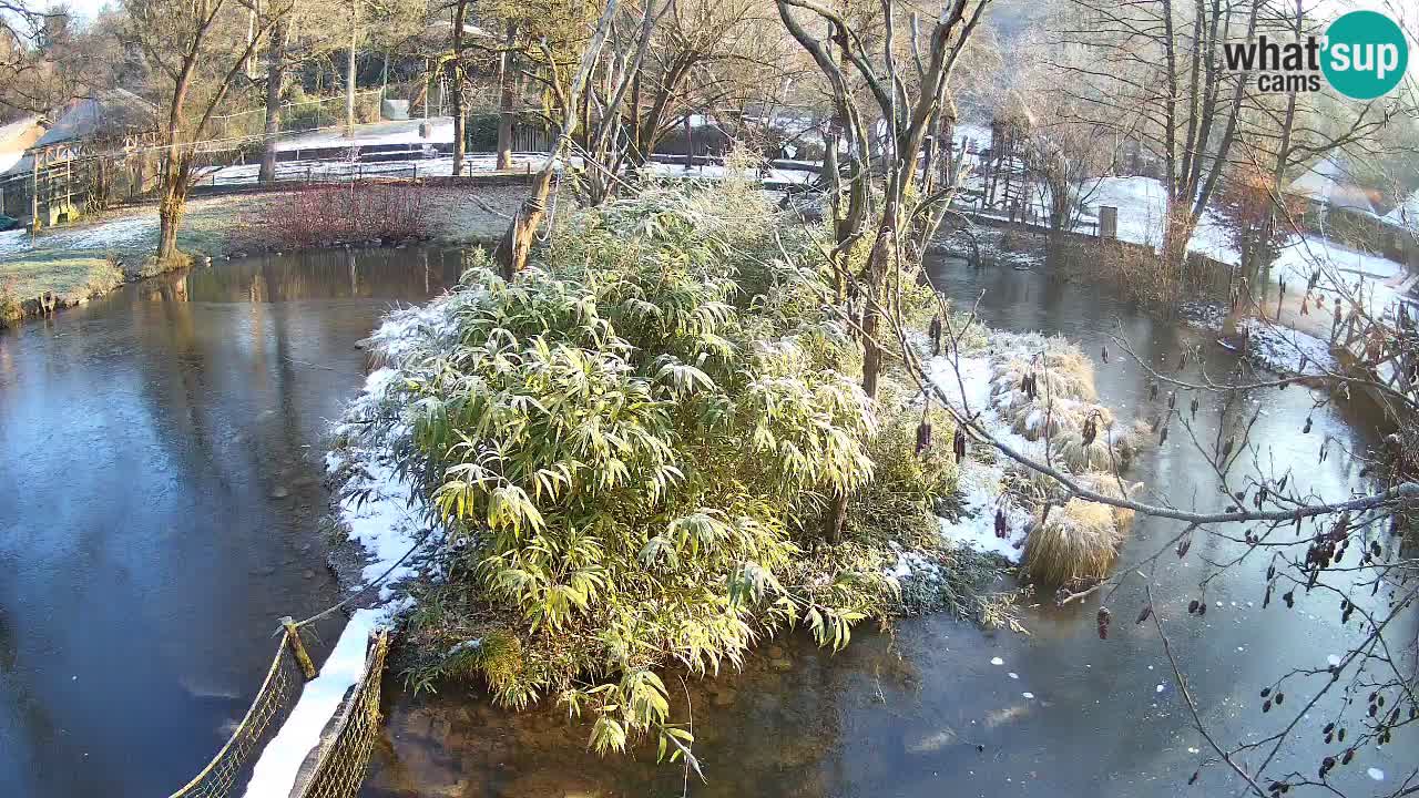 Yellow-cheeked gibbon Zoo Ljubljana livecam