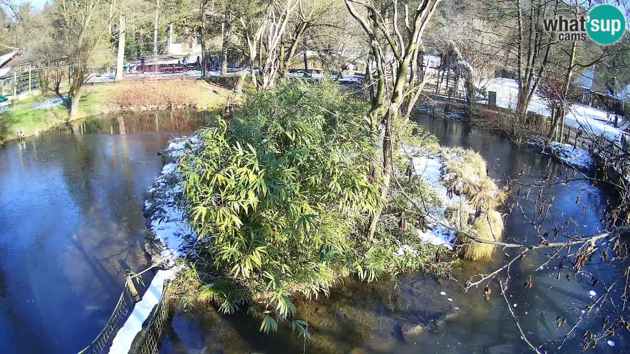 Gibbon à joues jaunes Zoo Ljubljana live cam