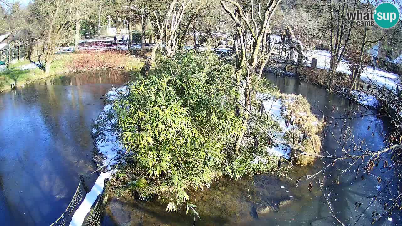 Yellow-cheeked gibbon Zoo Ljubljana livecam