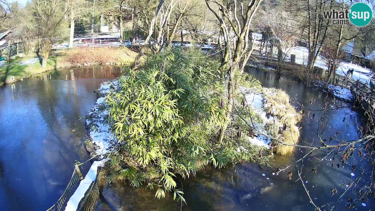 Yellow-cheeked gibbon Zoo Ljubljana livecam