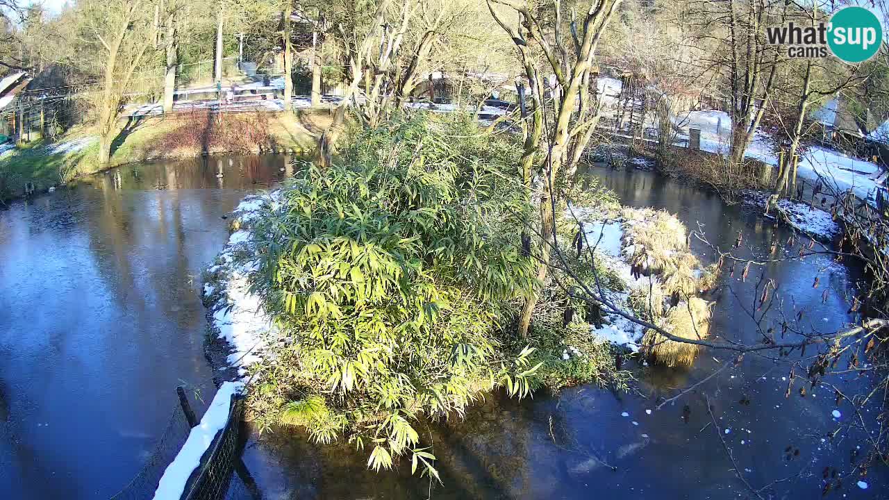 Yellow-cheeked gibbon Zoo Ljubljana livecam