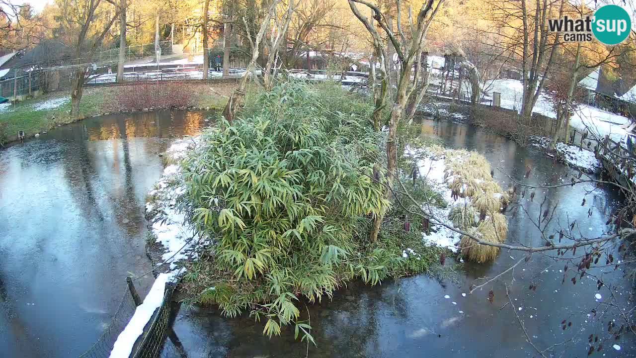 Gibon – Nomascus gabriellae – Zoo Ljubljana web kamera