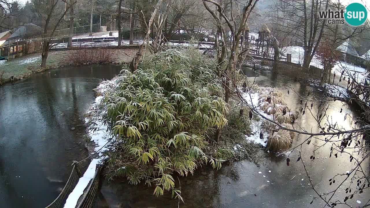 Yellow-cheeked gibbon Zoo Ljubljana livecam