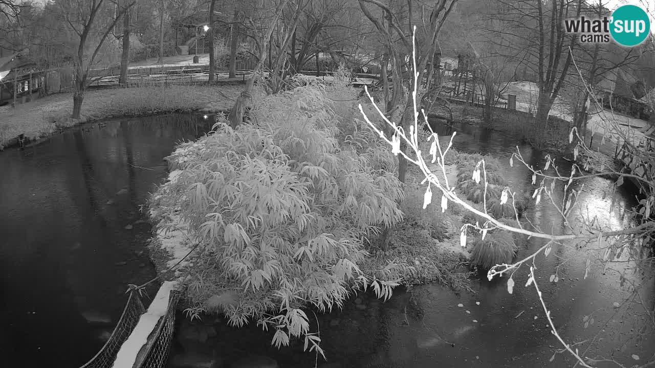 Yellow-cheeked gibbon Zoo Ljubljana livecam