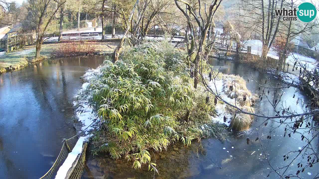 Yellow-cheeked gibbon Zoo Ljubljana livecam