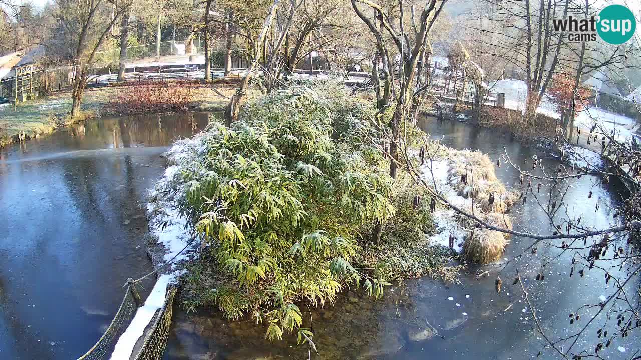 Gibbon à joues jaunes Zoo Ljubljana live cam