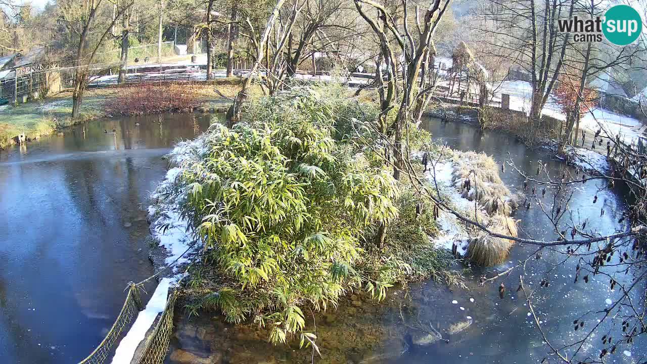 Gibbon à joues jaunes Zoo Ljubljana live cam