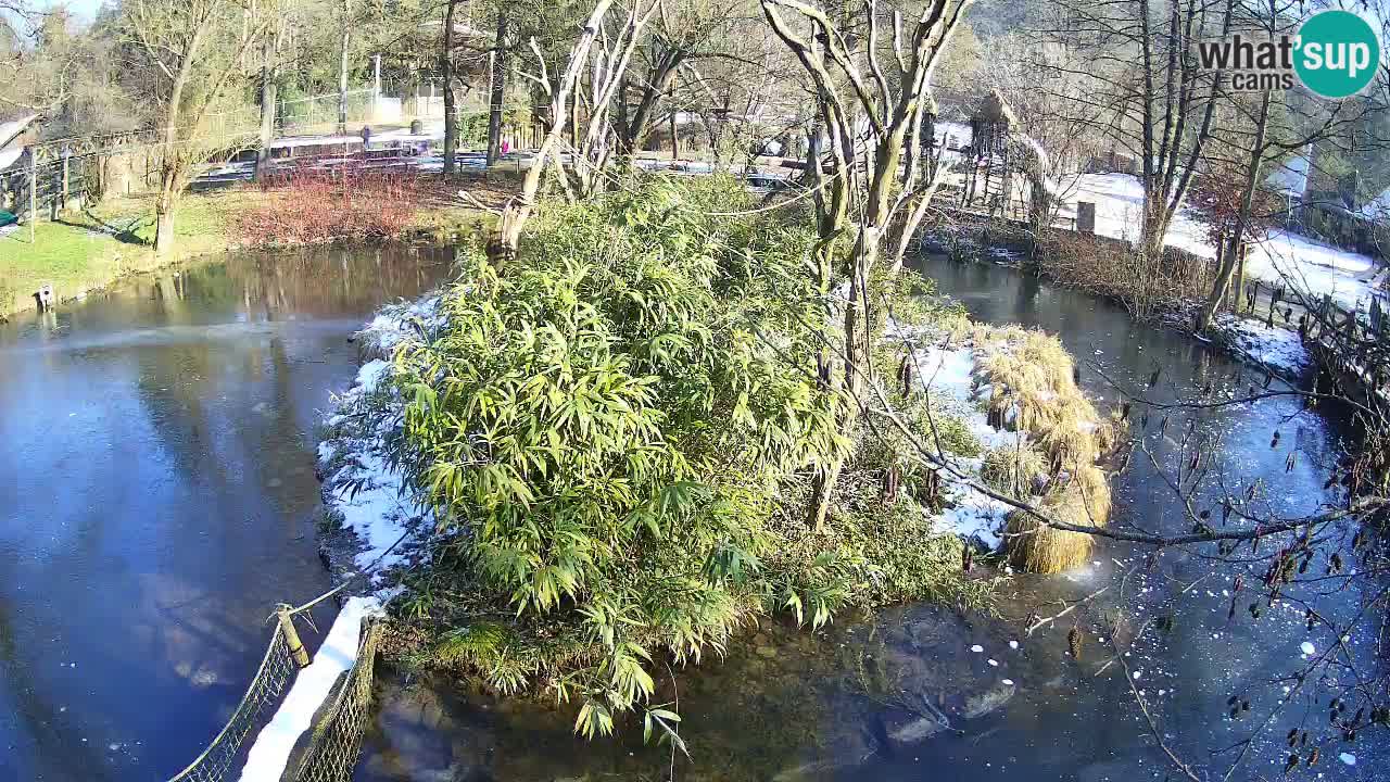 Gibbon à joues jaunes Zoo Ljubljana live cam