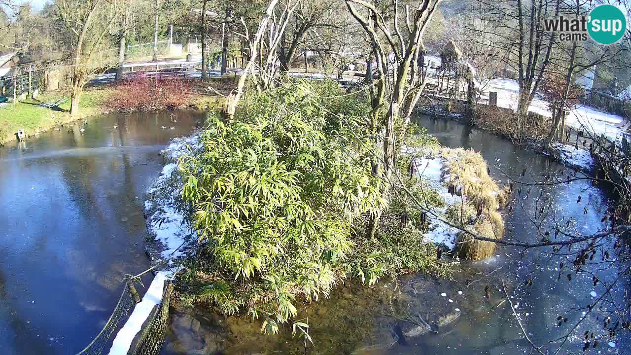 Gibbone dalle guance rosa nello ZOO di Ljubljana