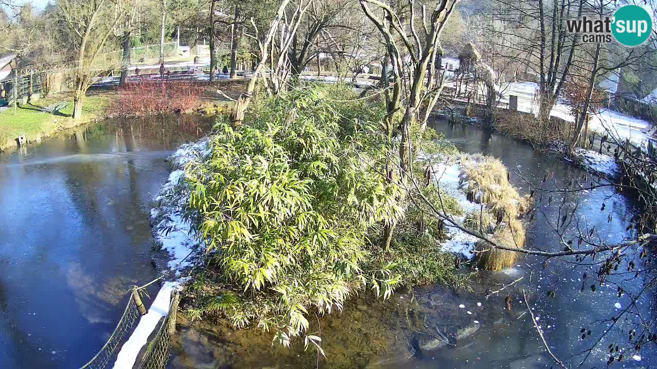 Südlicher Gelbwangen-Schopfgibbon Zoo Ljubljana webcam