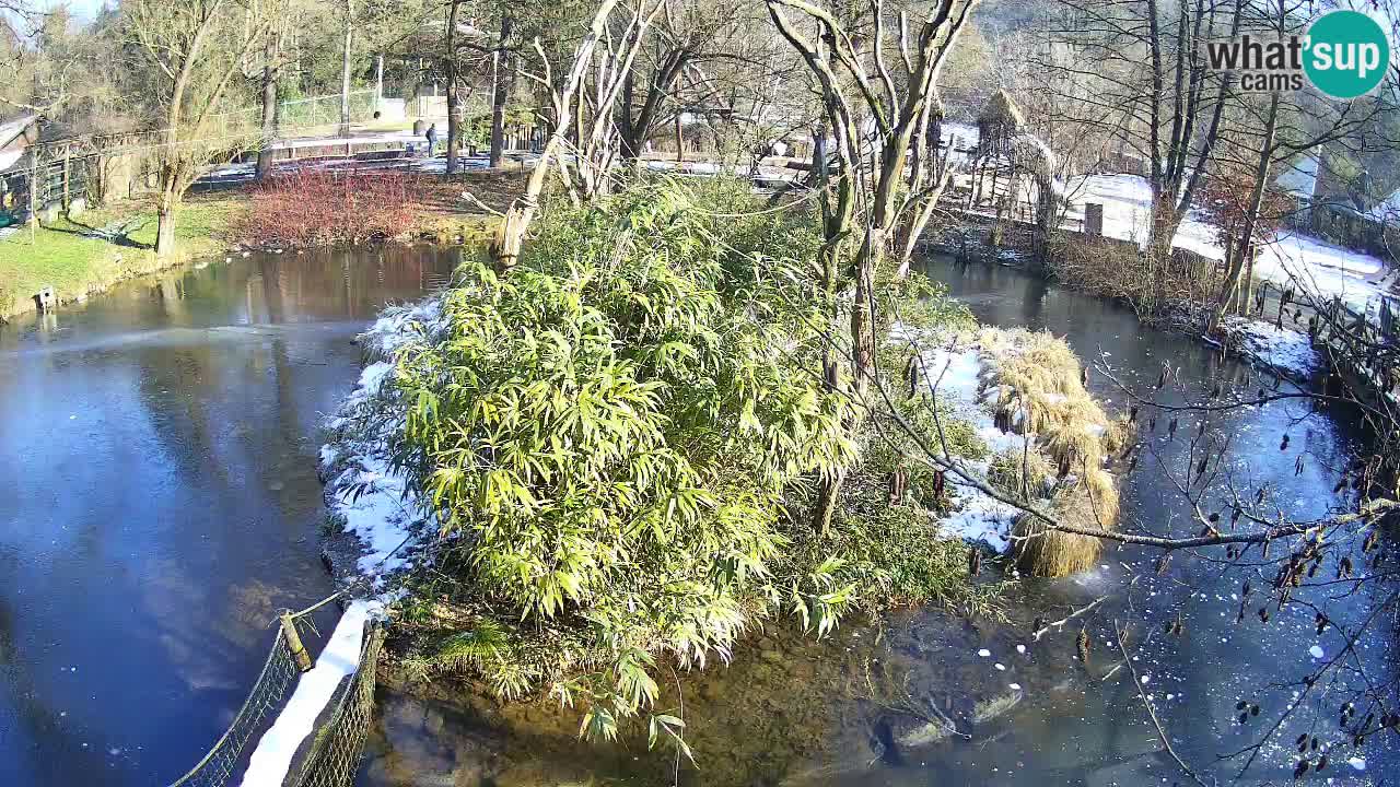 Südlicher Gelbwangen-Schopfgibbon Zoo Ljubljana webcam