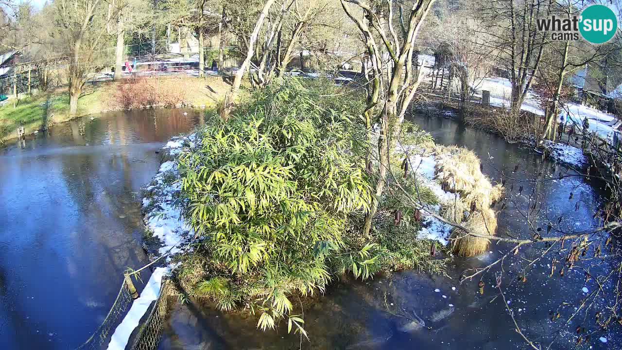 Gibbon à joues jaunes Zoo Ljubljana live cam