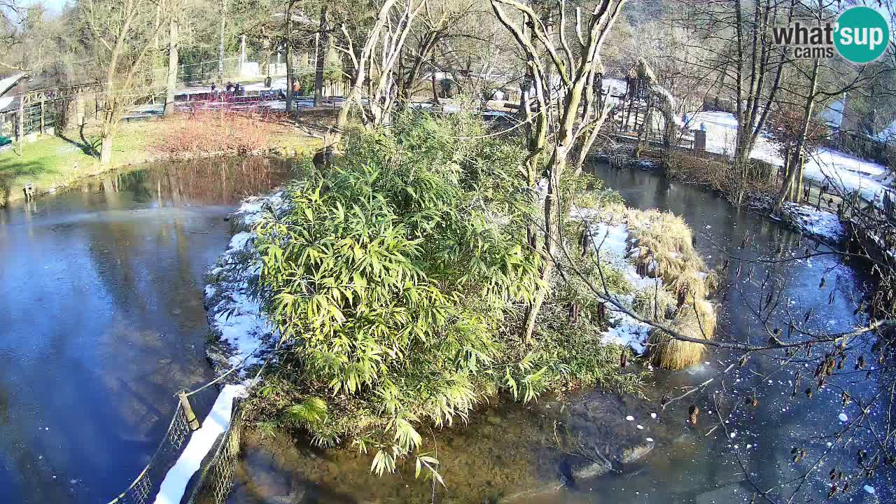 Südlicher Gelbwangen-Schopfgibbon Zoo Ljubljana webcam