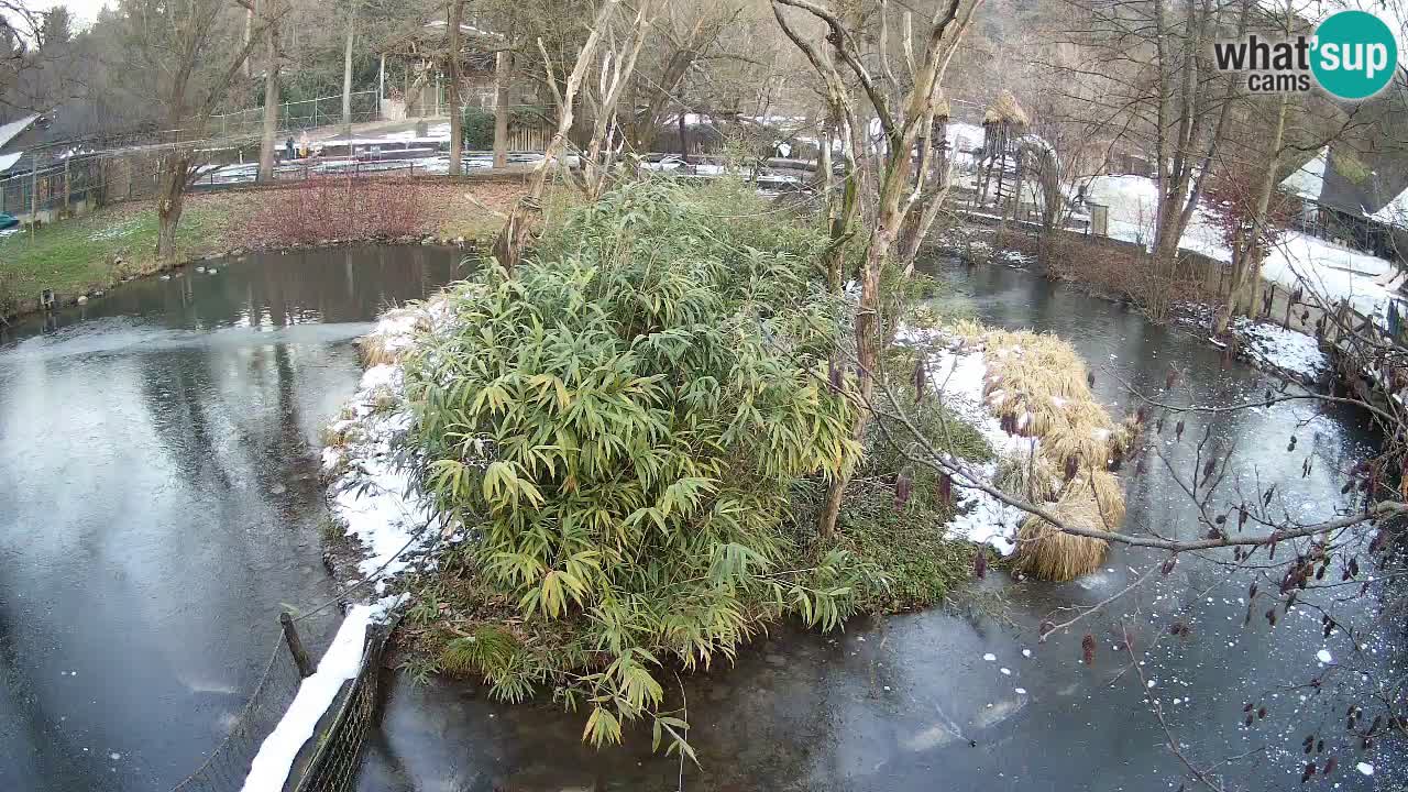 Yellow-cheeked gibbon Zoo Ljubljana livecam