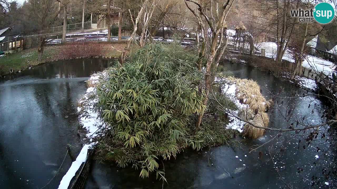 Yellow-cheeked gibbon Zoo Ljubljana livecam