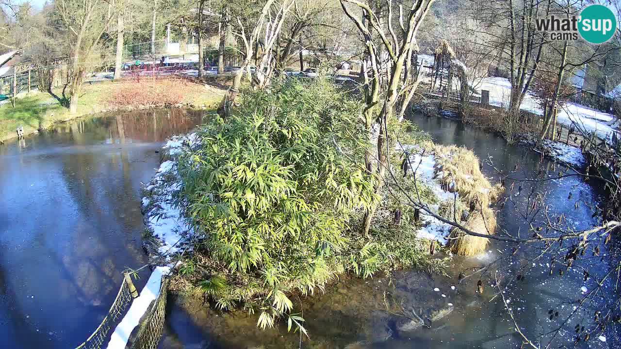 Gibbon à joues jaunes Zoo Ljubljana live cam