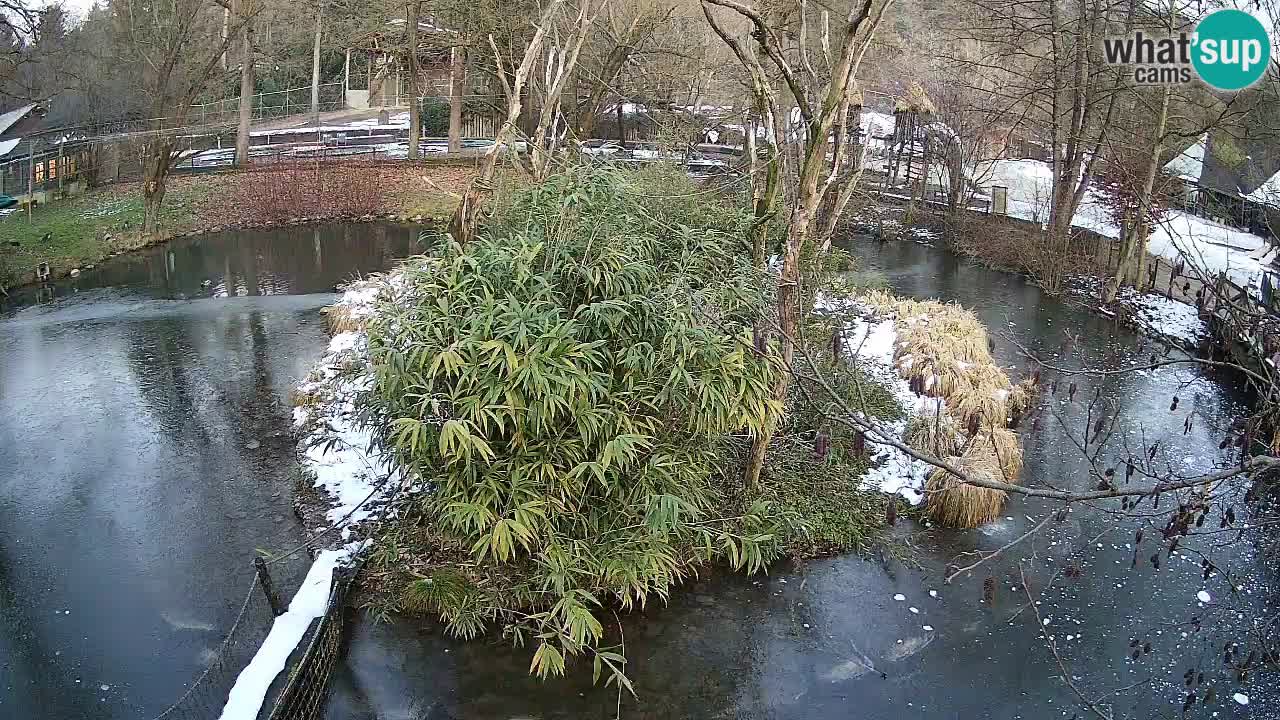 Gibbon à joues jaunes Zoo Ljubljana live cam