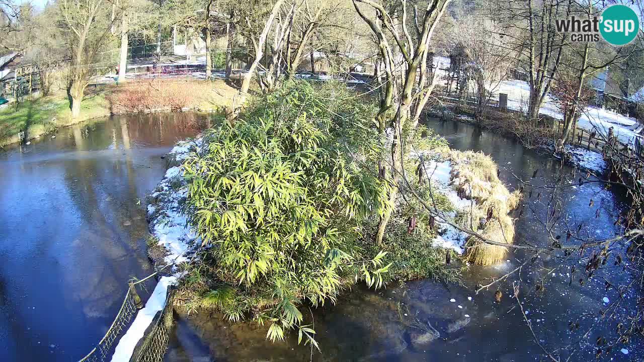 Yellow-cheeked gibbon Zoo Ljubljana livecam