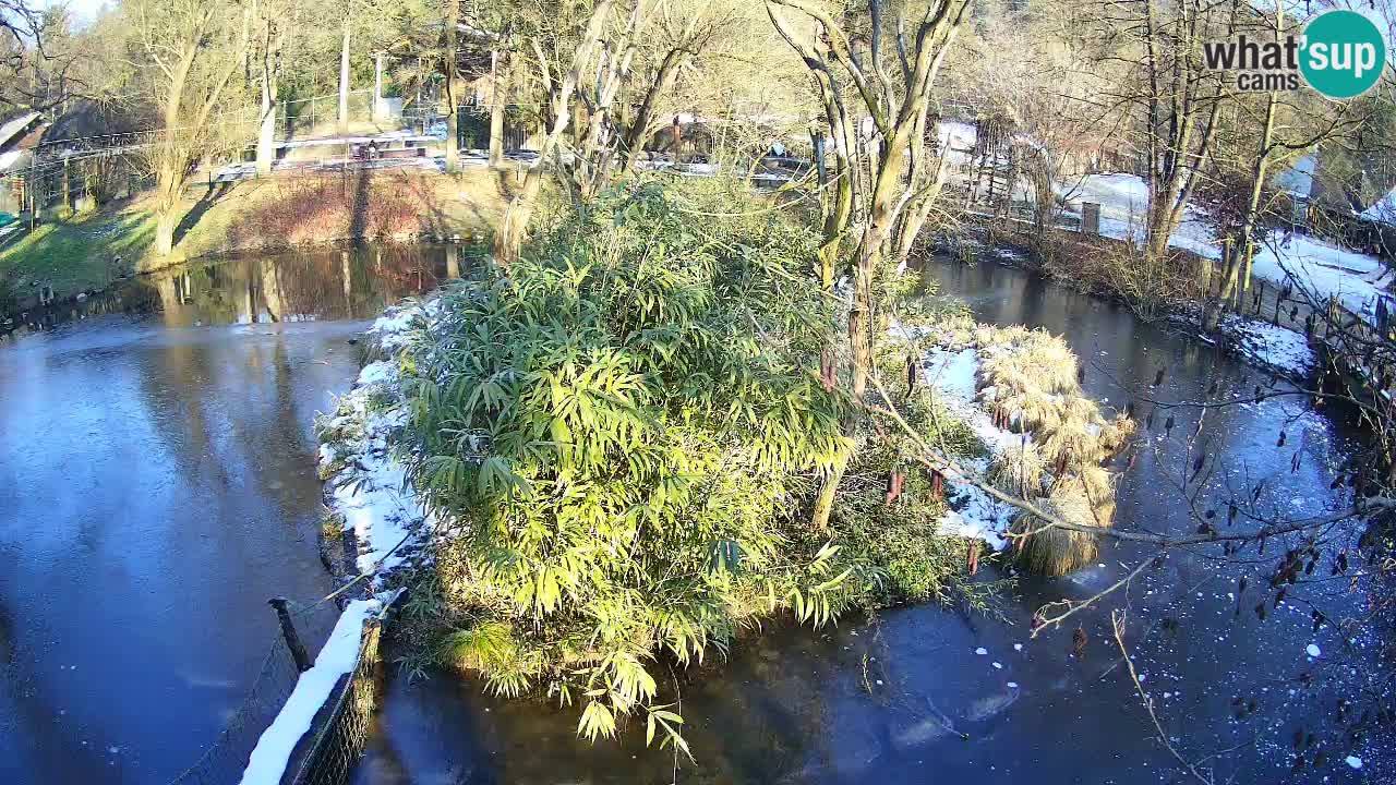 Südlicher Gelbwangen-Schopfgibbon Zoo Ljubljana webcam