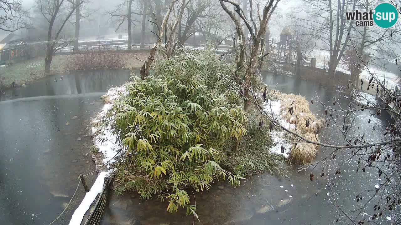 Südlicher Gelbwangen-Schopfgibbon Zoo Ljubljana webcam