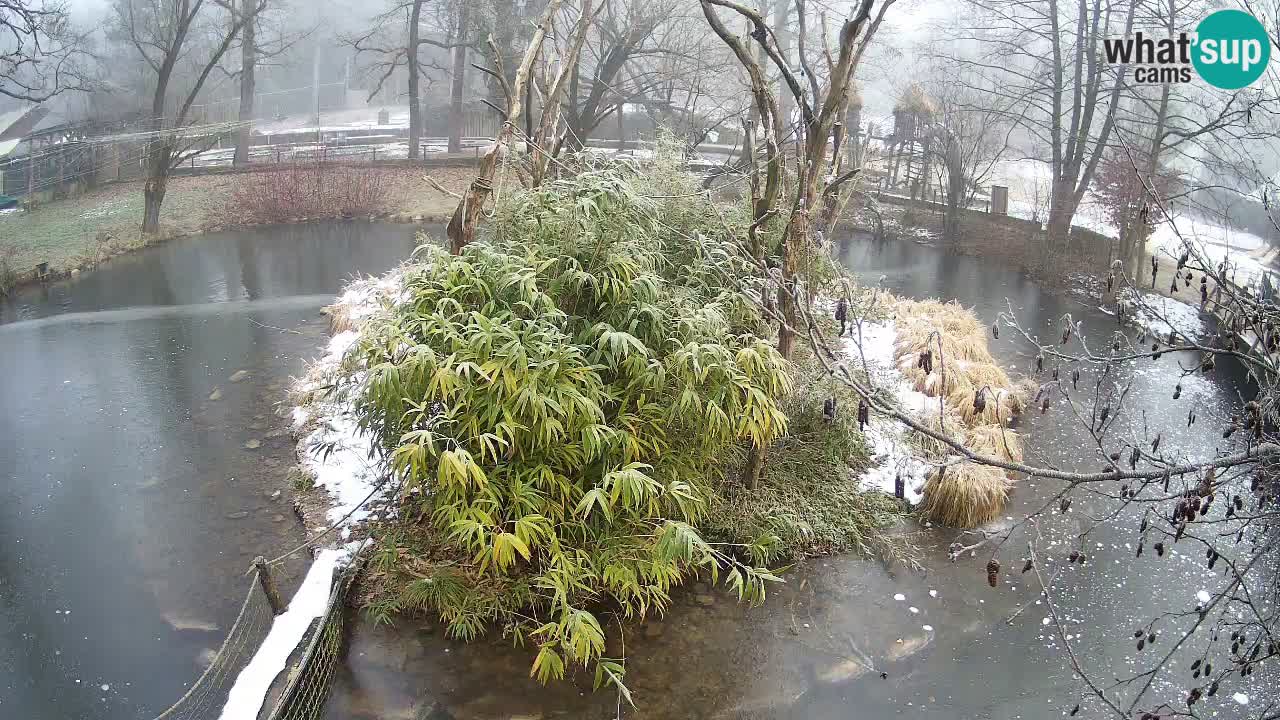 Gibon – Nomascus gabriellae – Zoo Ljubljana web kamera