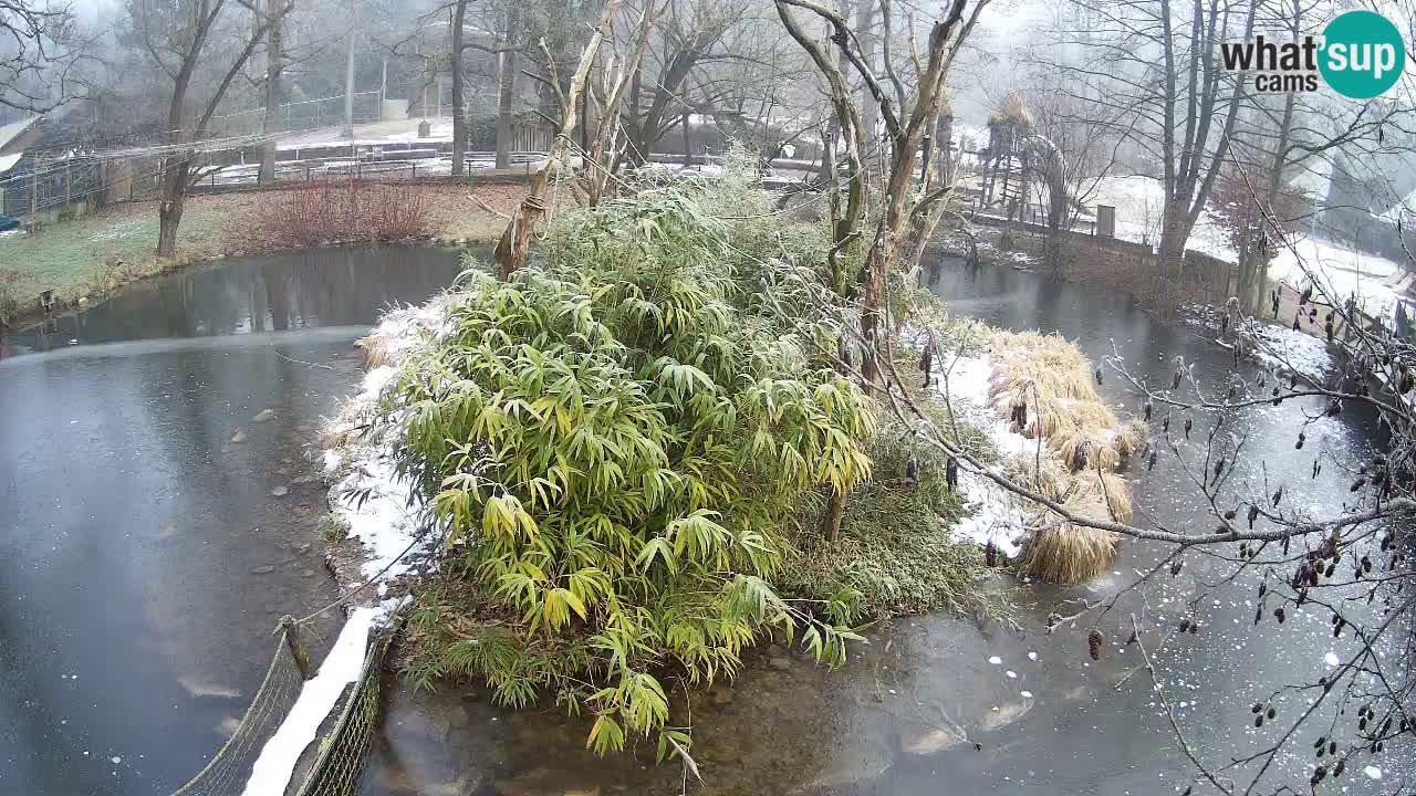 Gibon – Nomascus gabriellae – Zoo Ljubljana web kamera